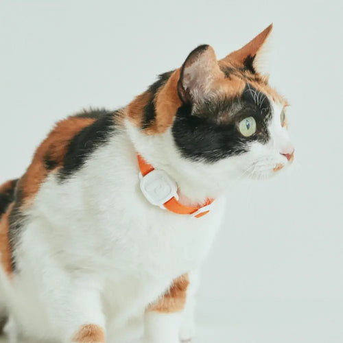 LavvieTAG 猫用スマートヘルストラッカ (LavvieBot S 互換セット)