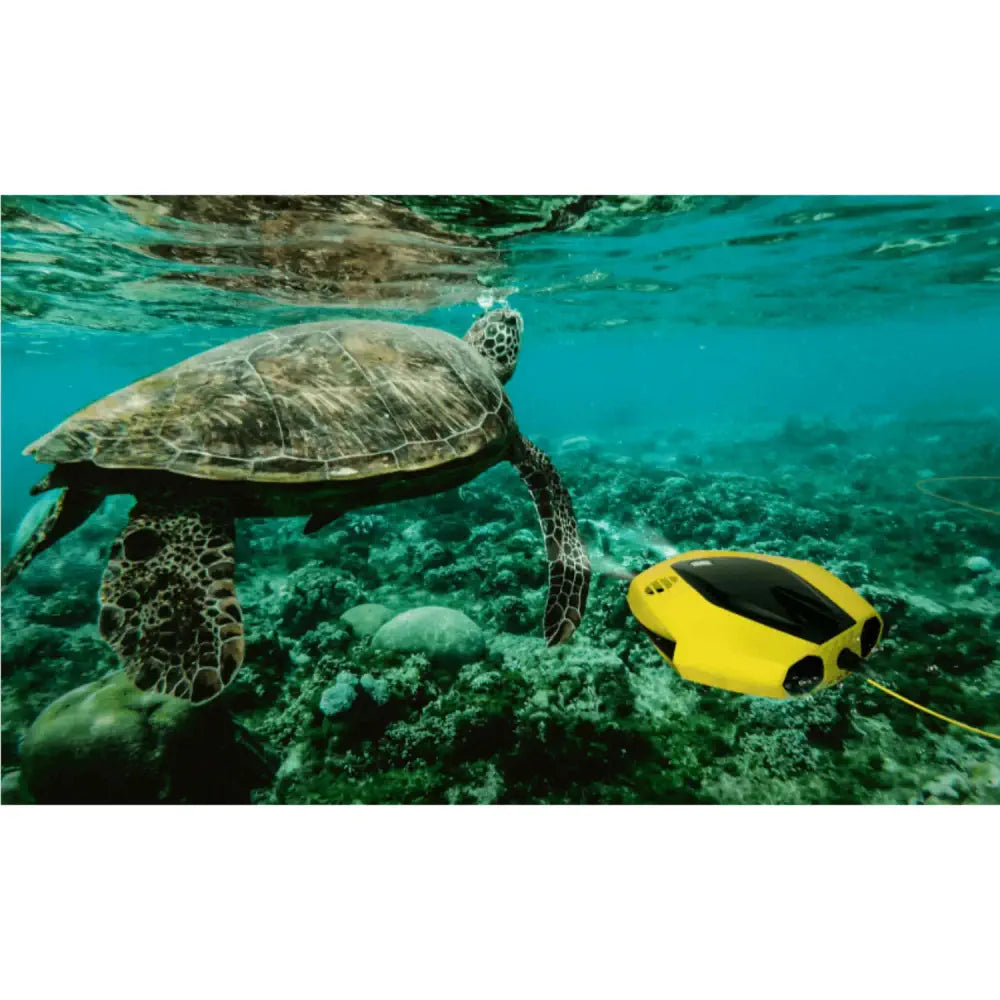 Chasing Dory 水中ドローン フラッシュパック